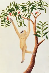 Weißer Langarm-Affe, Ongka Pootre, aus Zeichnungen von Tieren, Insekten und Reptilien aus Malakka, ca. 1805-18